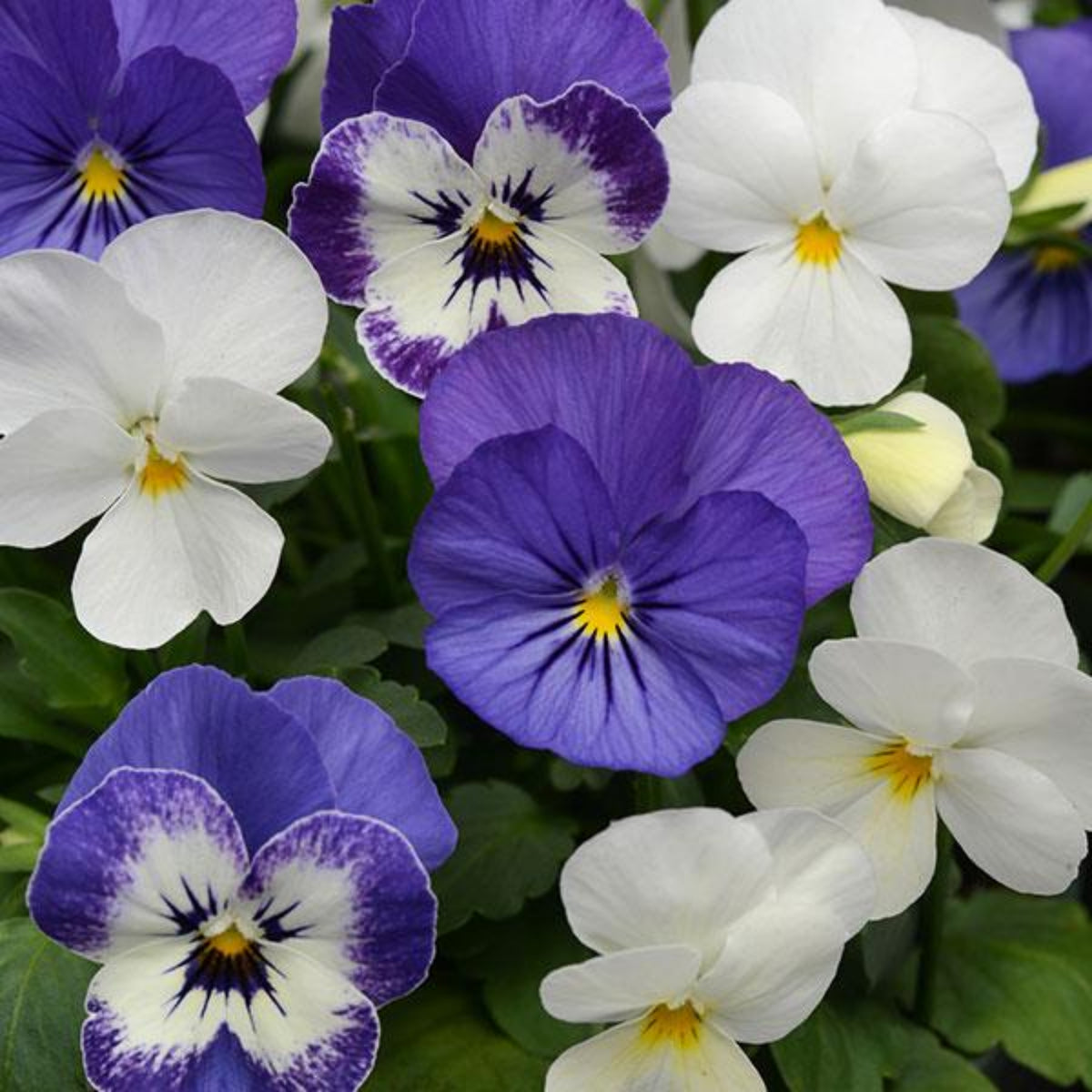 Sorbet Delft Blue Viola Seeds - Cold Resistant, 25+ seeds