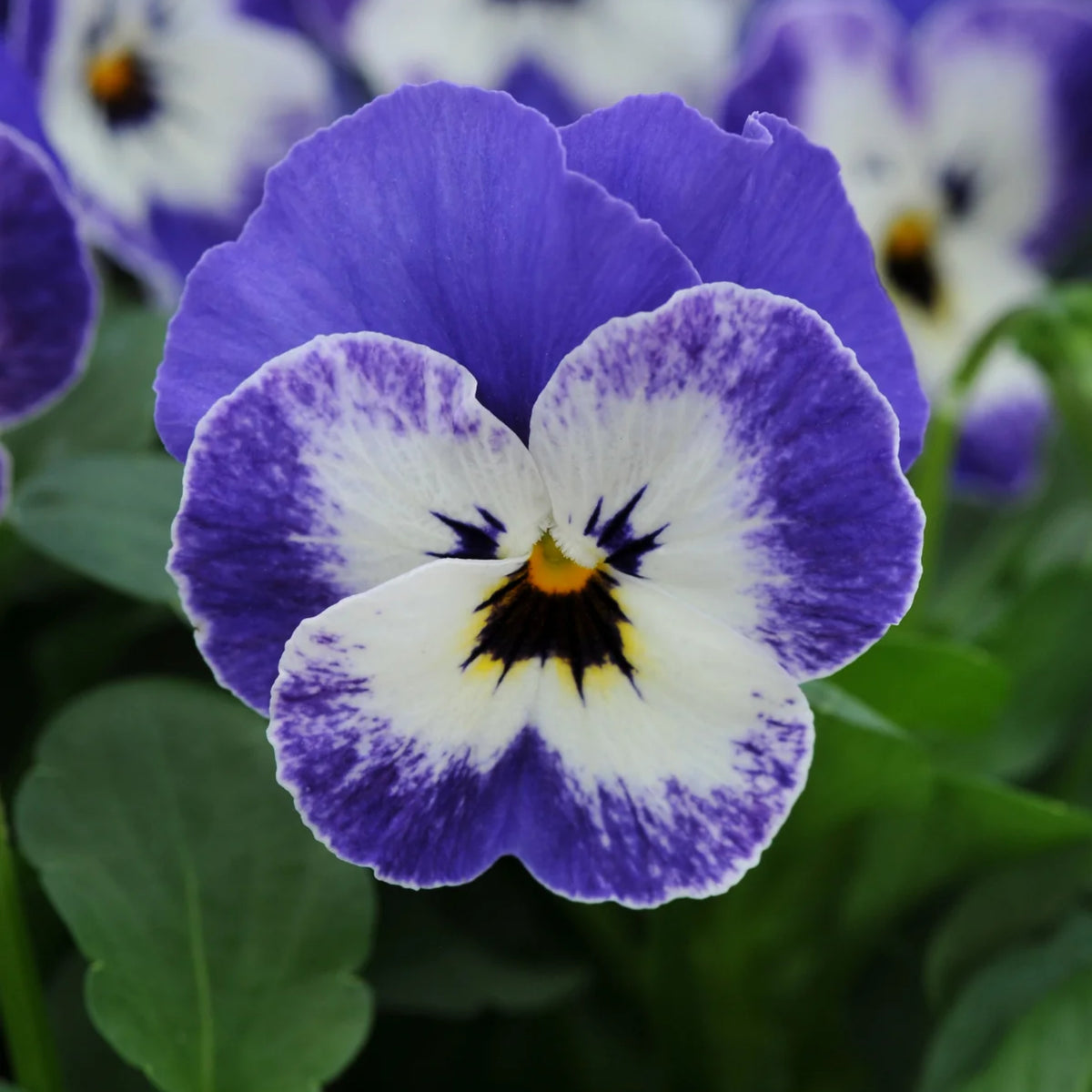 Sorbet Delft Blue Viola Seeds - Cold Resistant, 25+ seeds