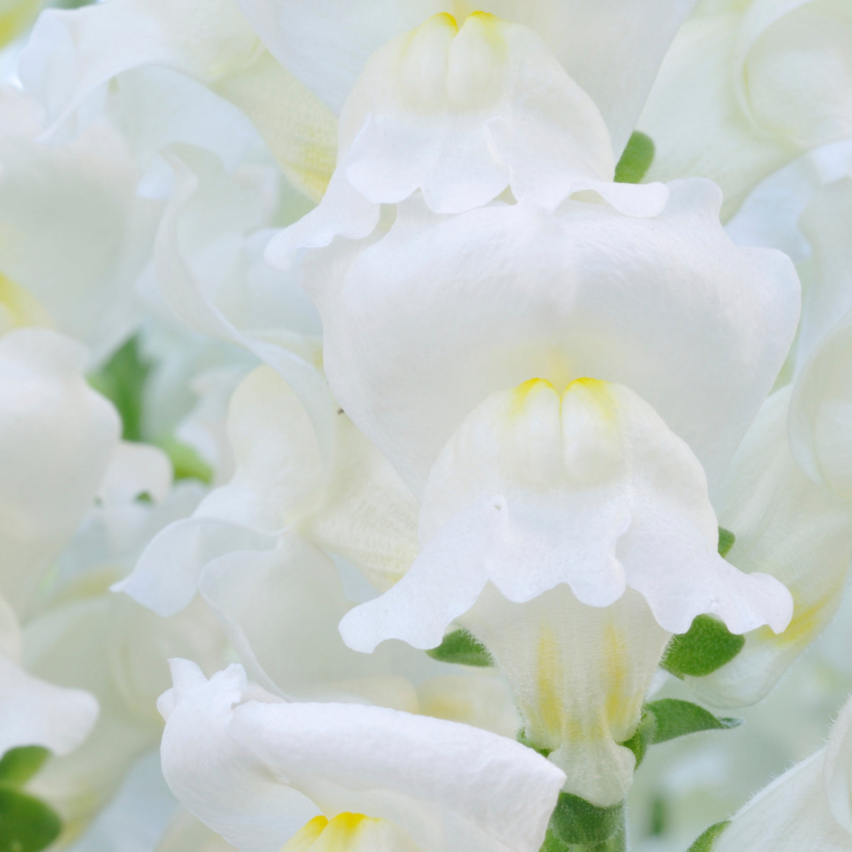 White Snapdragons Seeds - Cold Resistant, Potted, 30 seeds