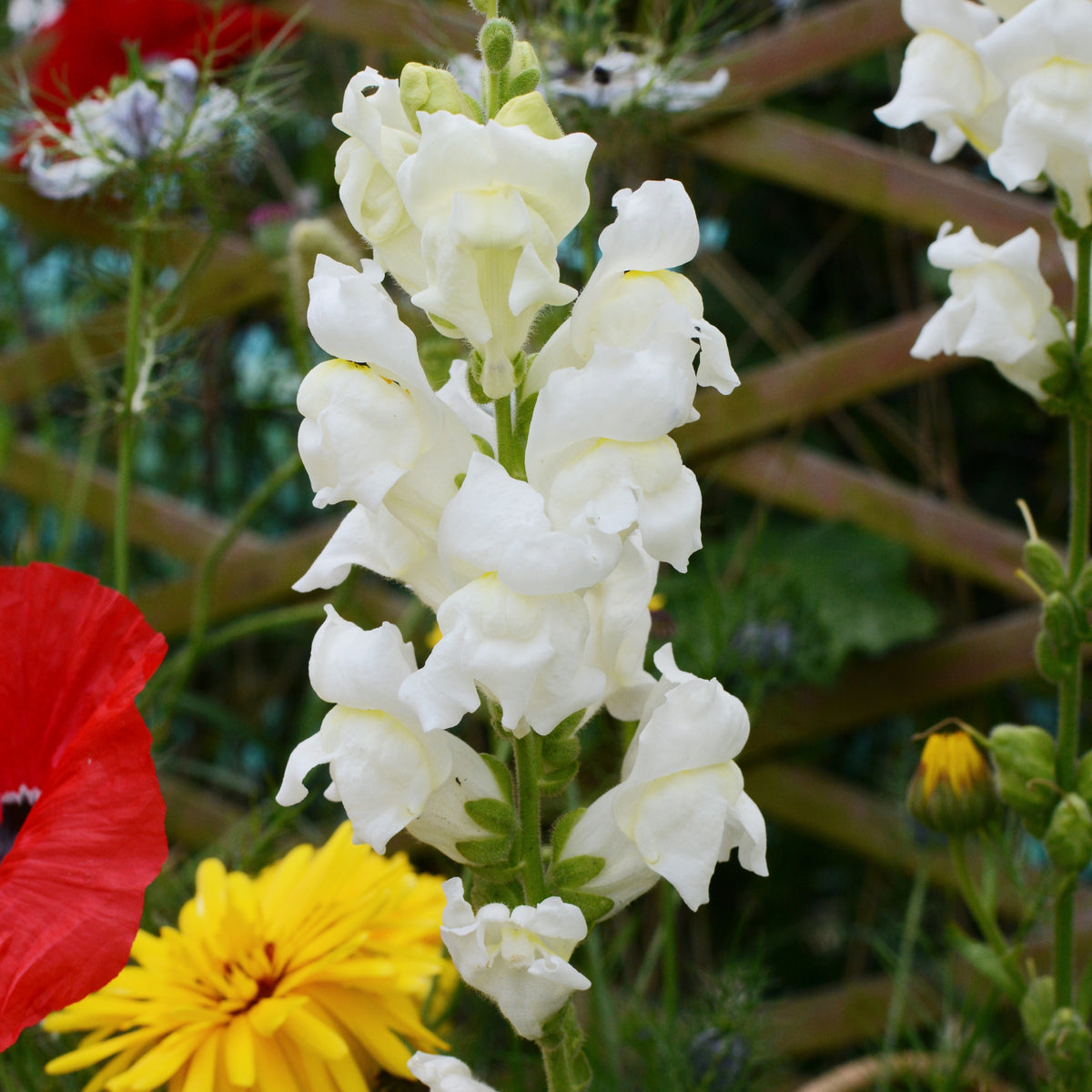 White Snapdragons Seeds - Cold Resistant, Potted, 30 seeds