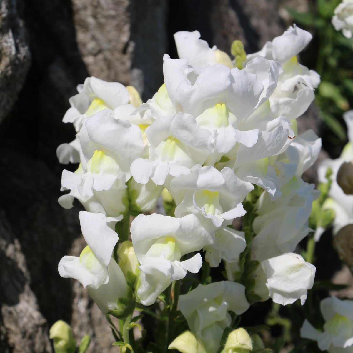 White Snapdragons Seeds - Cold Resistant, Potted, 30 seeds