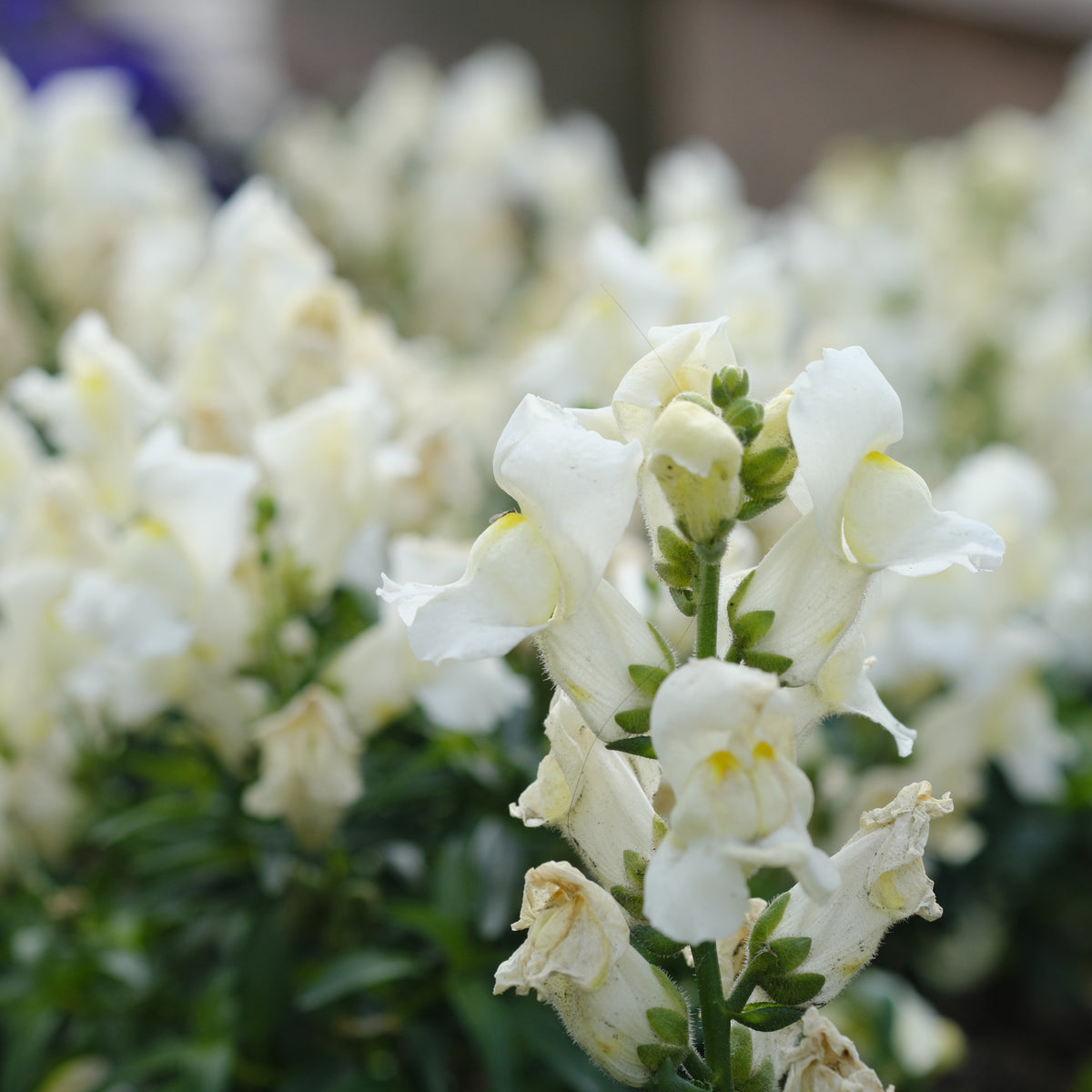 White Snapdragons Seeds - Cold Resistant, Potted, 30 seeds