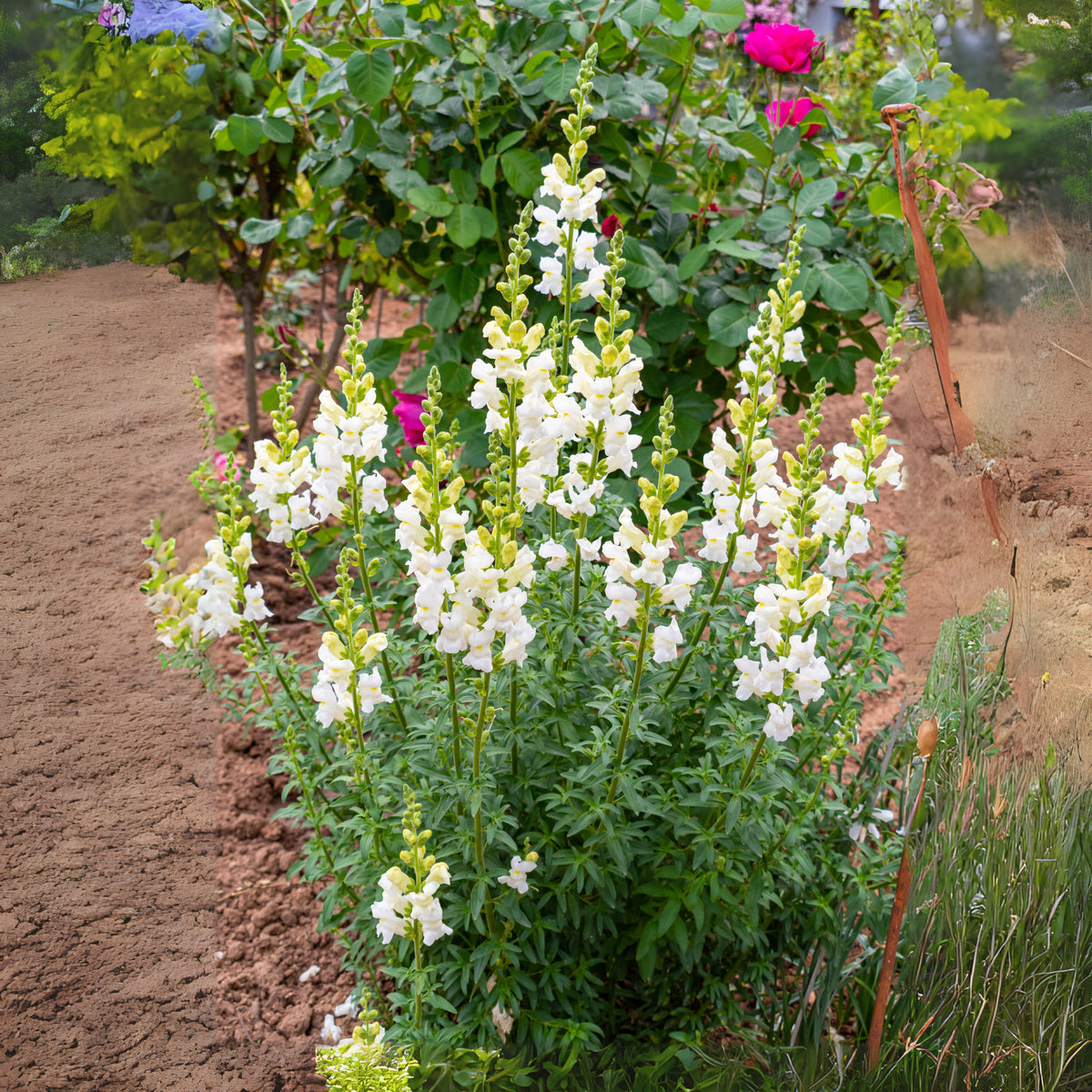 White Snapdragons Seeds - Cold Resistant, Potted, 30 seeds