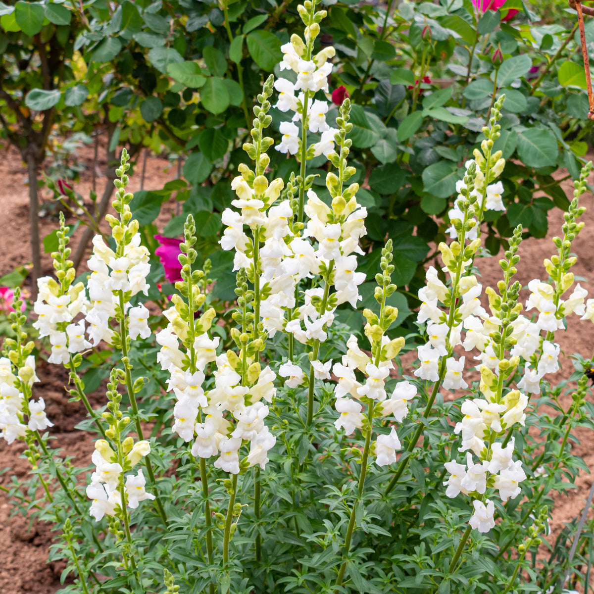 White Snapdragons Seeds - Cold Resistant, Potted, 30 seeds