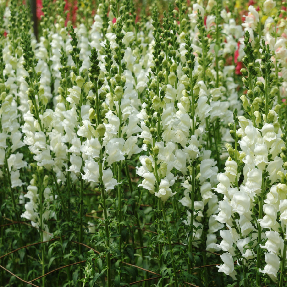 White Snapdragons Seeds - Cold Resistant, Potted, 30 seeds
