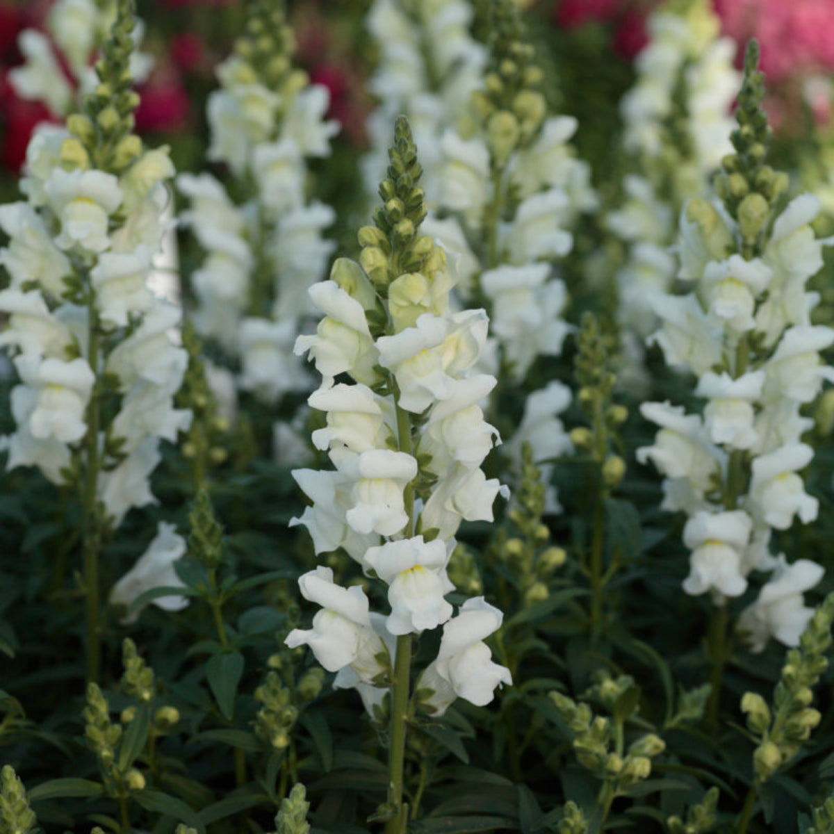 White Snapdragons Seeds - Cold Resistant, Potted, 30 seeds