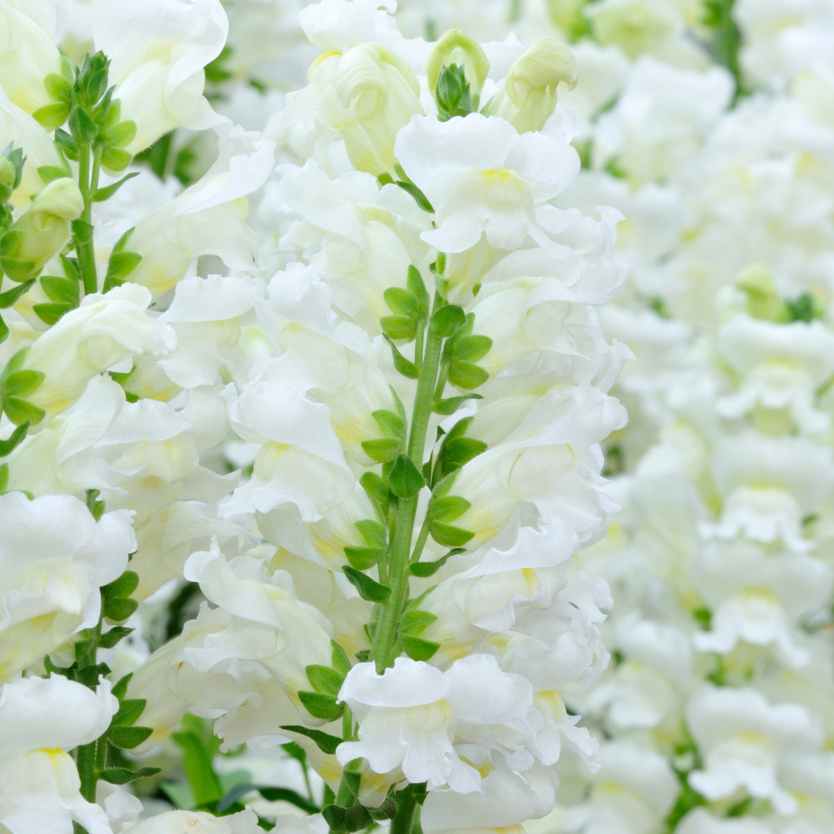 White Snapdragons Seeds - Cold Resistant, Potted, 30 seeds