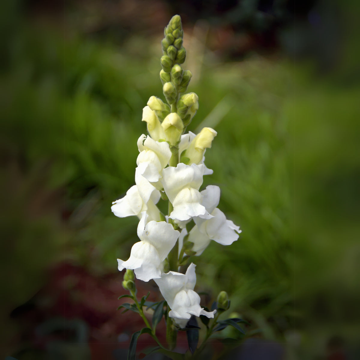 White Snapdragons Seeds - Cold Resistant, Potted, 30 seeds