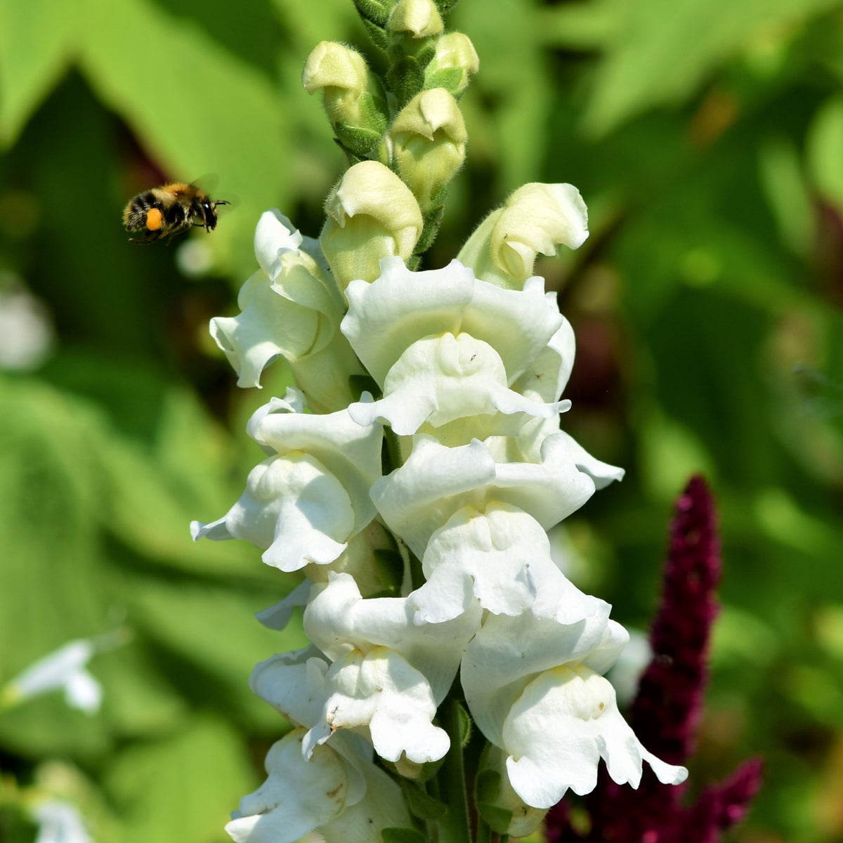 White Snapdragons Seeds - Cold Resistant, Potted, 30 seeds