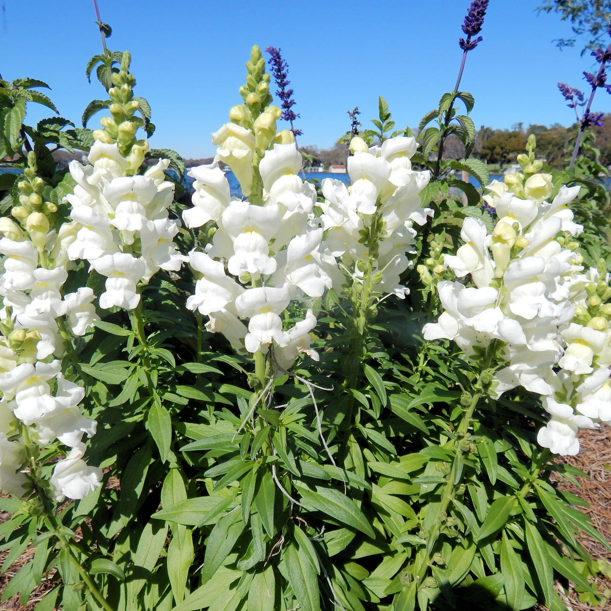 White Snapdragons Seeds - Cold Resistant, Potted, 30 seeds