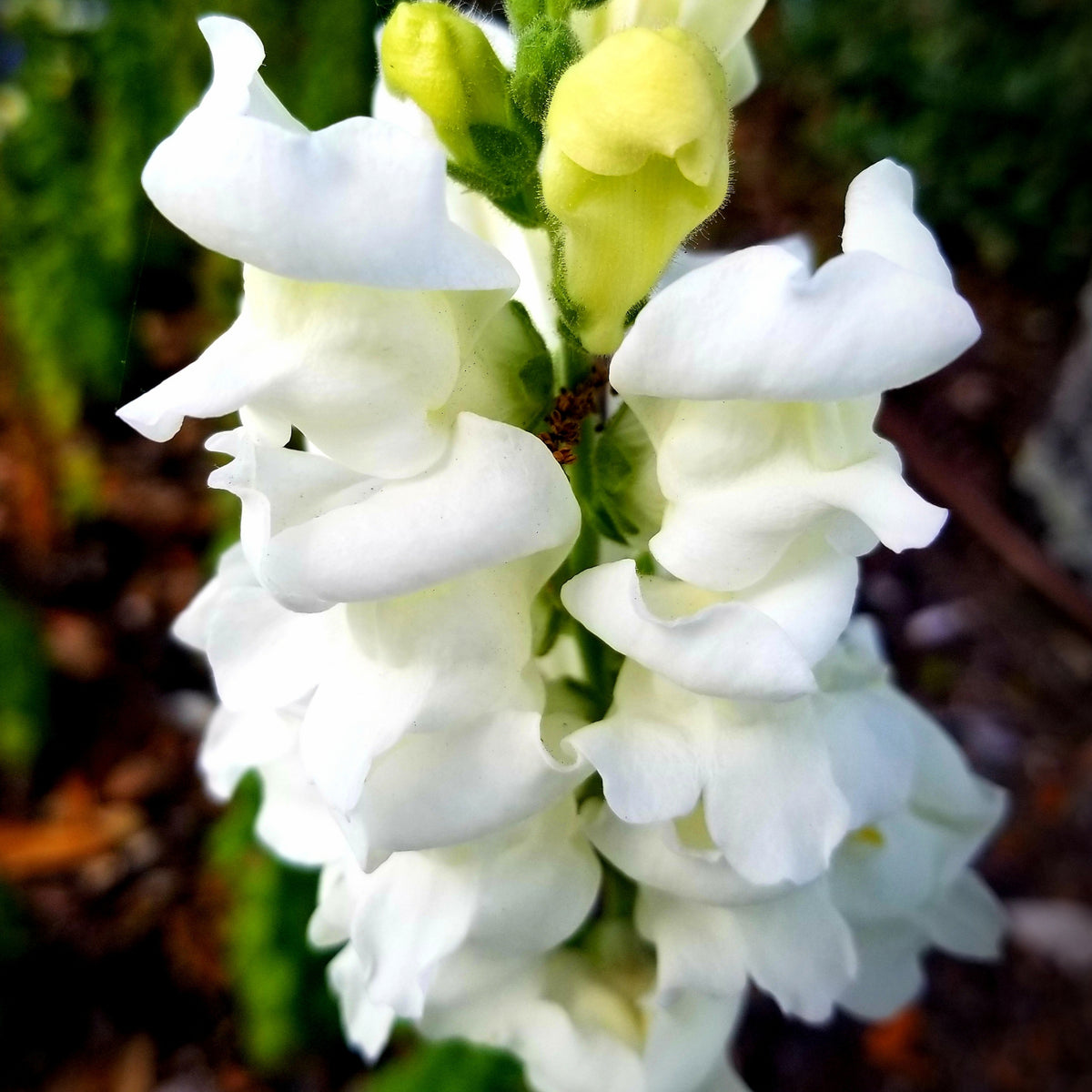 White Snapdragons Seeds - Cold Resistant, Potted, 30 seeds