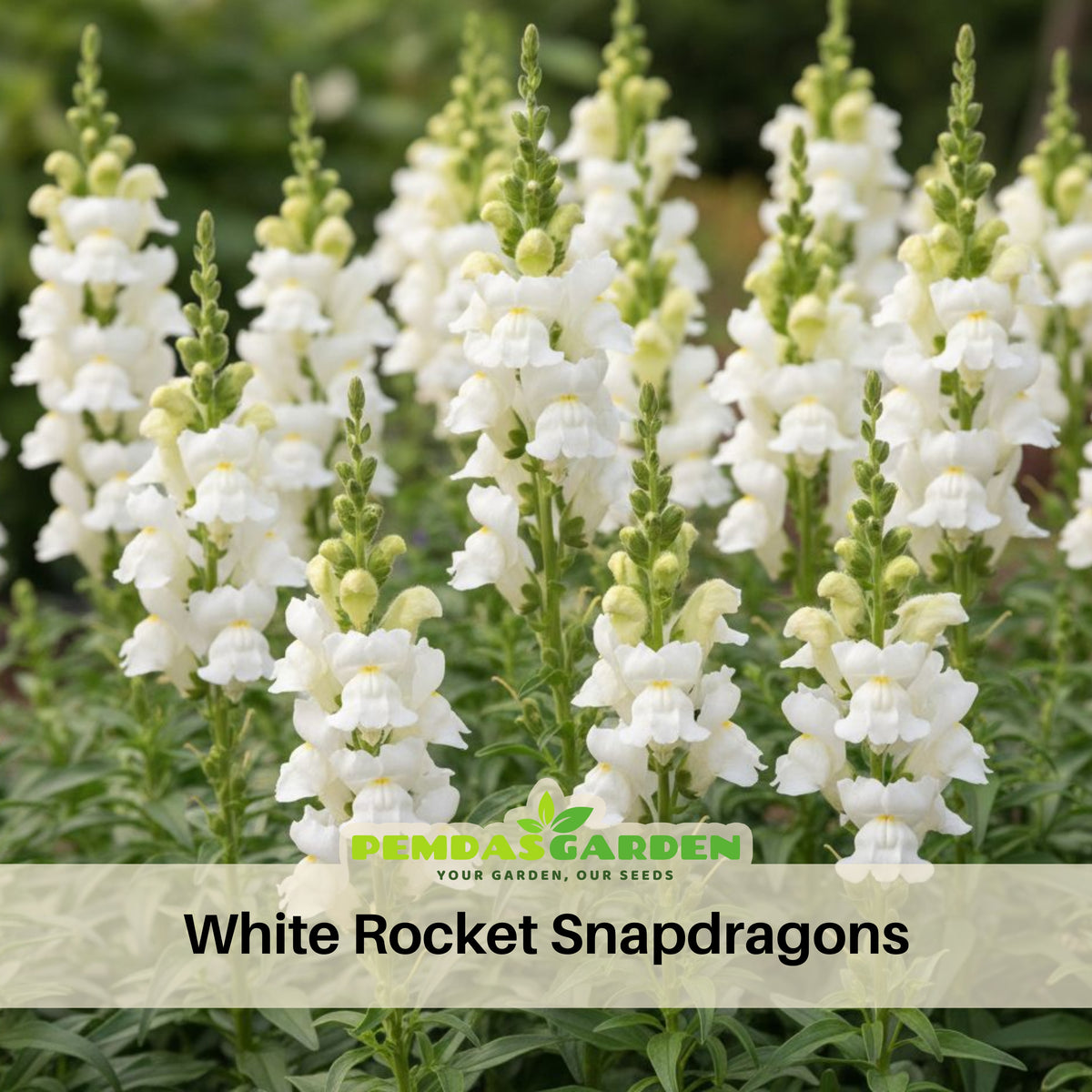 White Snapdragons Seeds - Cold Resistant, Potted, 30 seeds