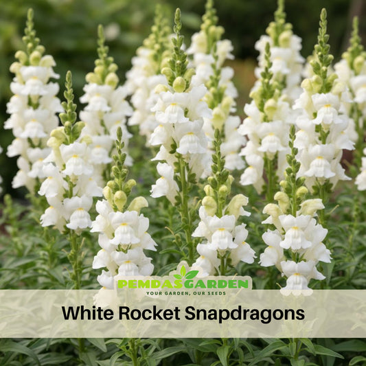 White Snapdragons Seeds - Cold Resistant, Potted, 30 seeds
