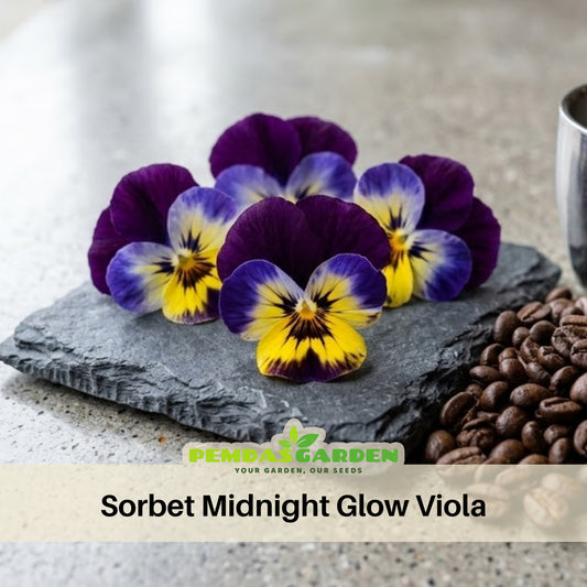 Sorbet Midnight Glow Viola Seeds - Cold Resistant, 25+ seeds