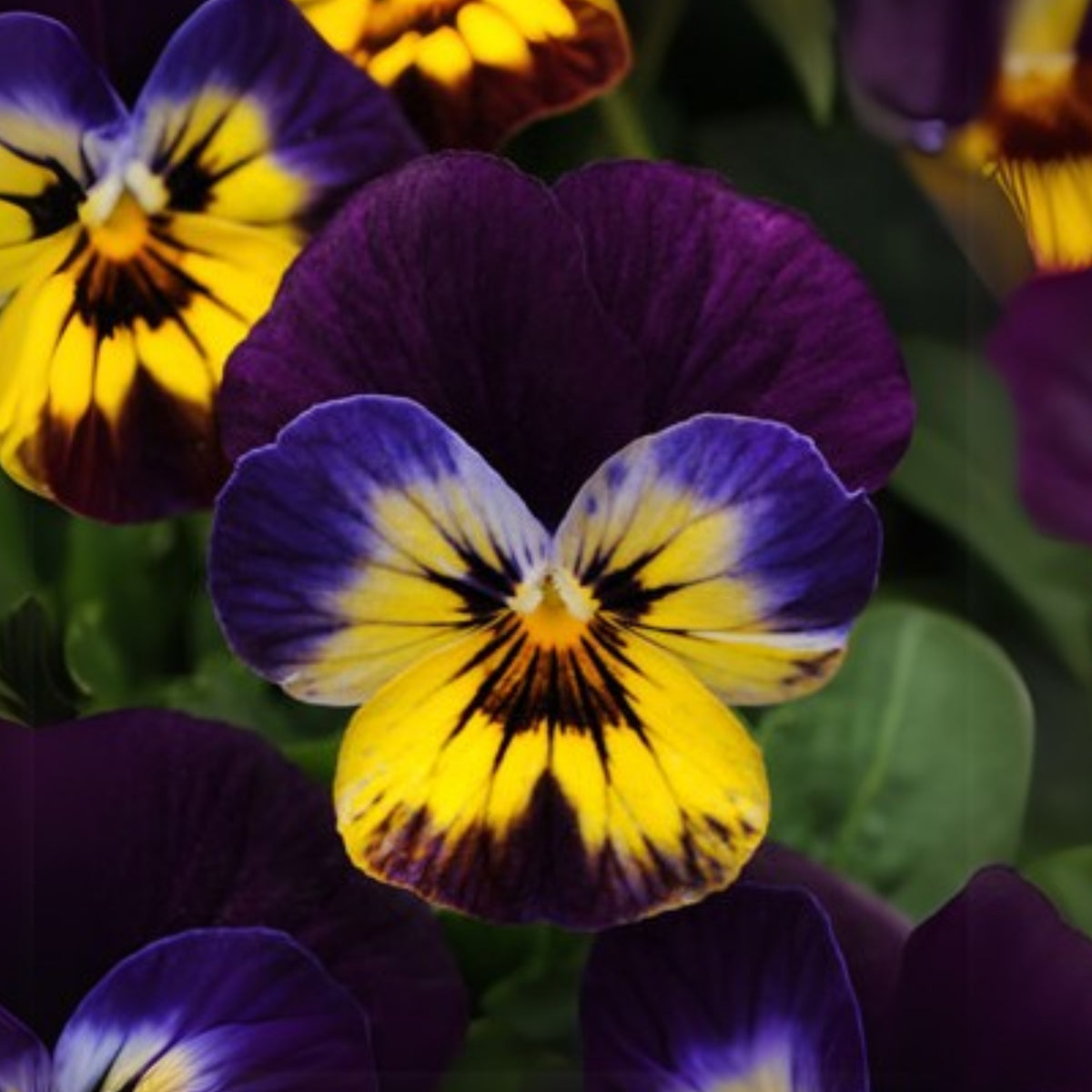Sorbet Midnight Glow Viola Seeds - Cold Resistant, 25+ seeds