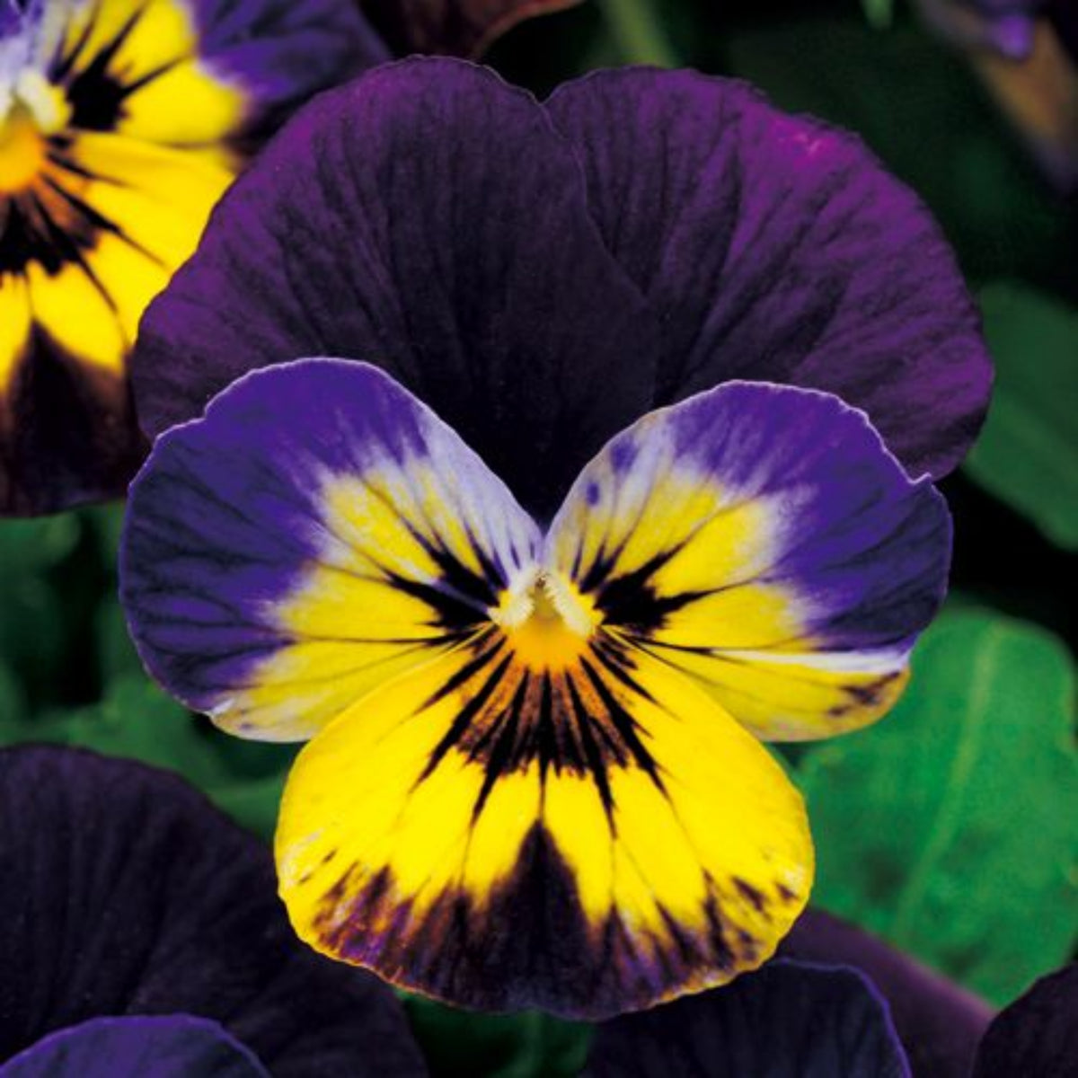 Sorbet Midnight Glow Viola Seeds - Cold Resistant, 25+ seeds