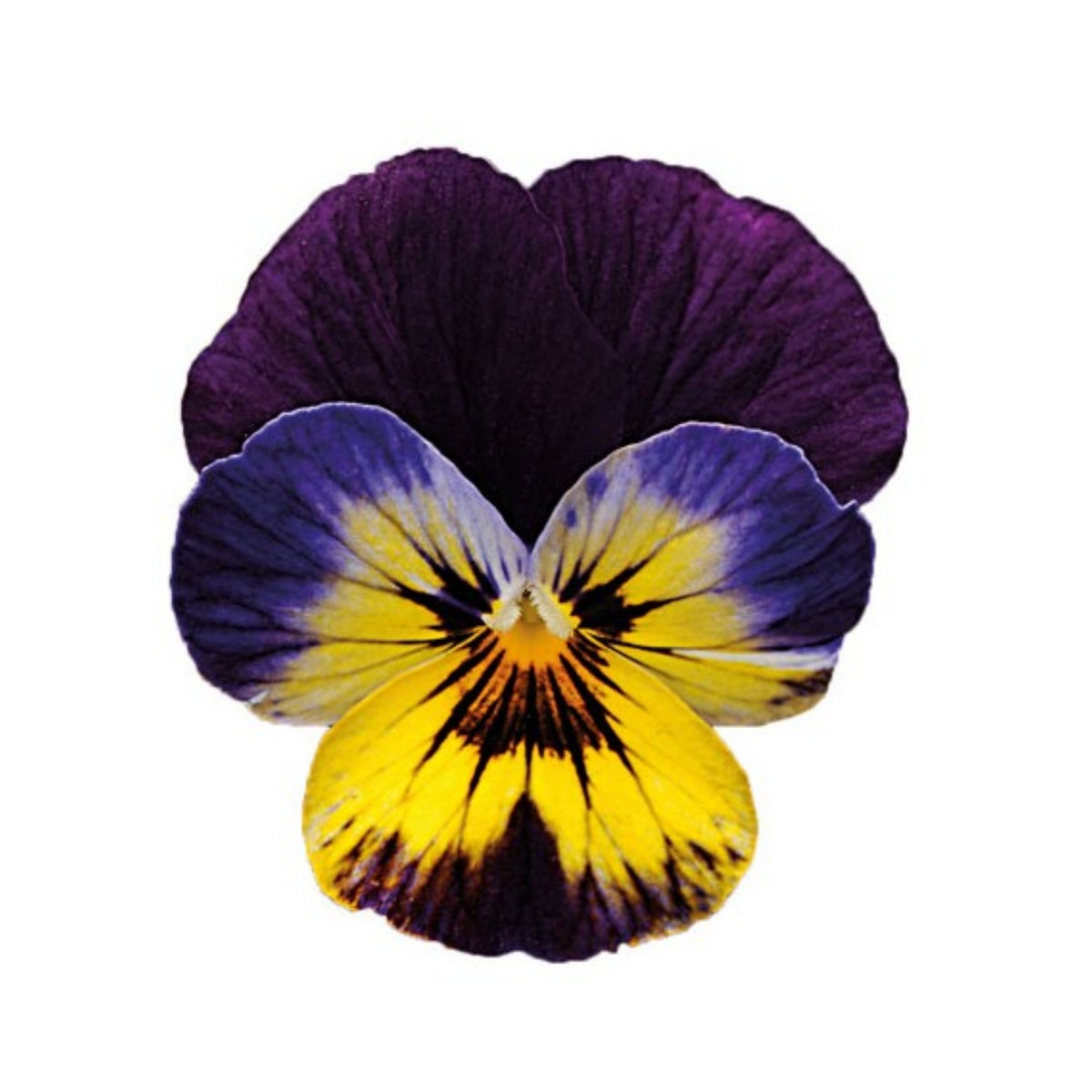 Sorbet Midnight Glow Viola Seeds - Cold Resistant, 25+ seeds