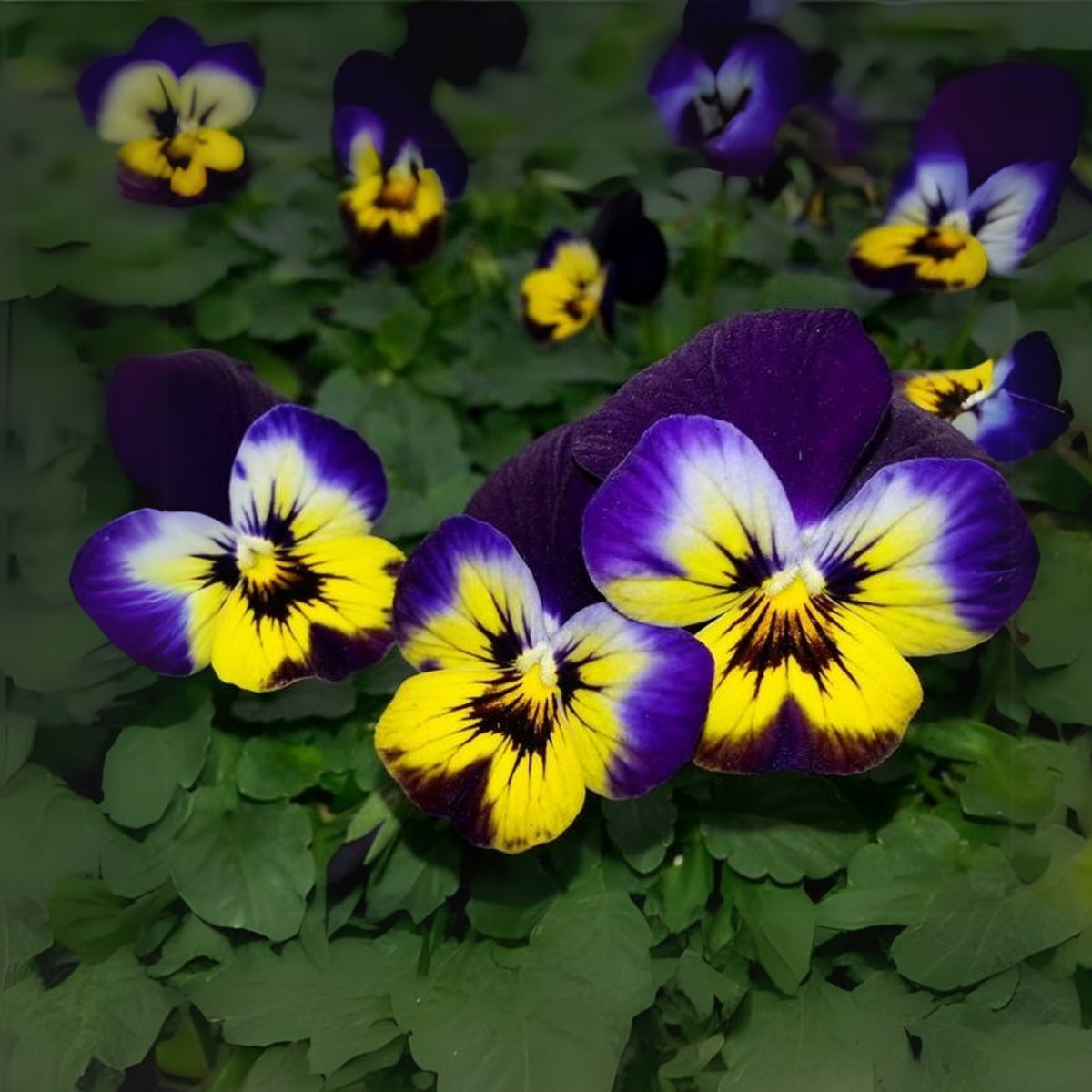 Sorbet Midnight Glow Viola Seeds - Cold Resistant, 25+ seeds