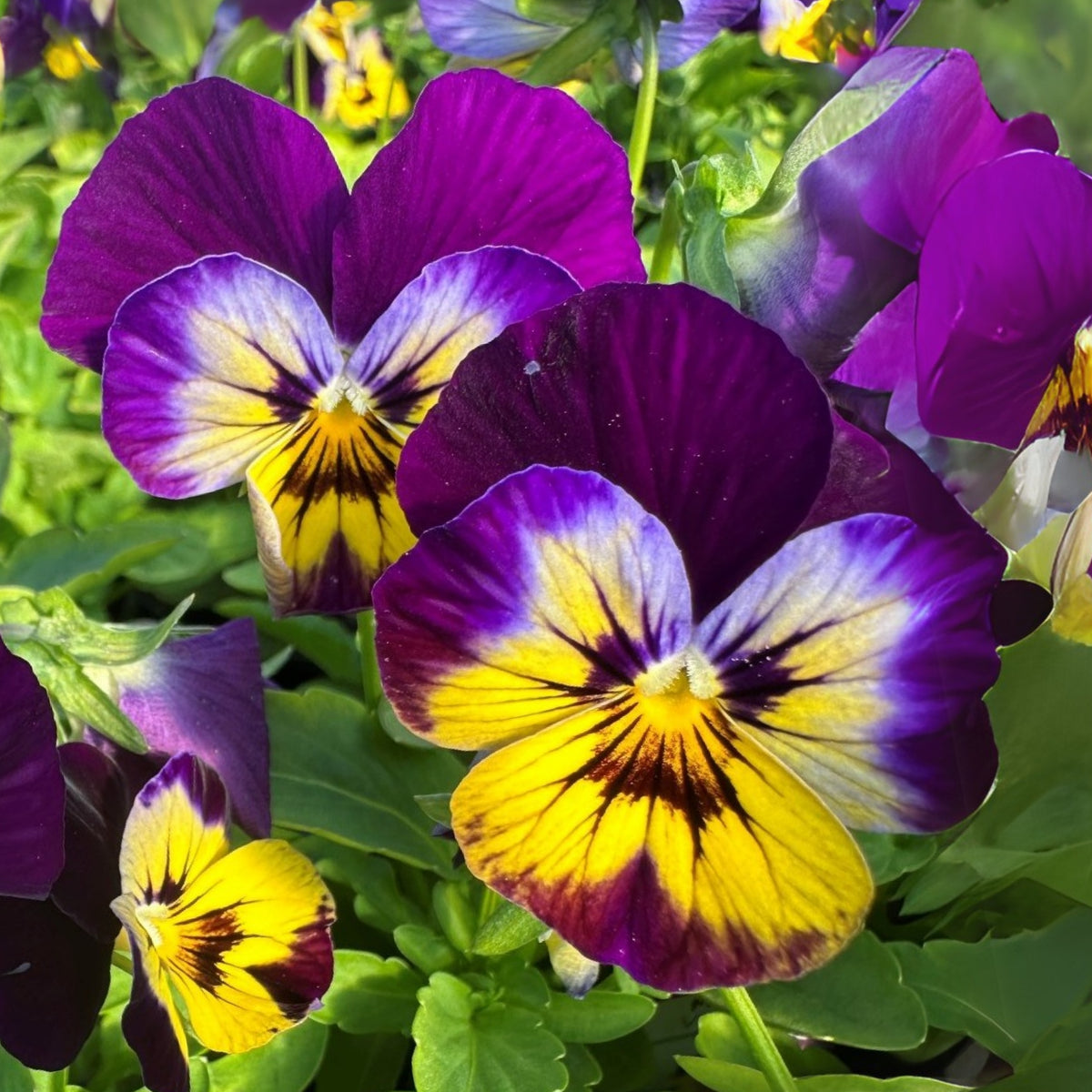 Sorbet Midnight Glow Viola Seeds - Cold Resistant, 25+ seeds