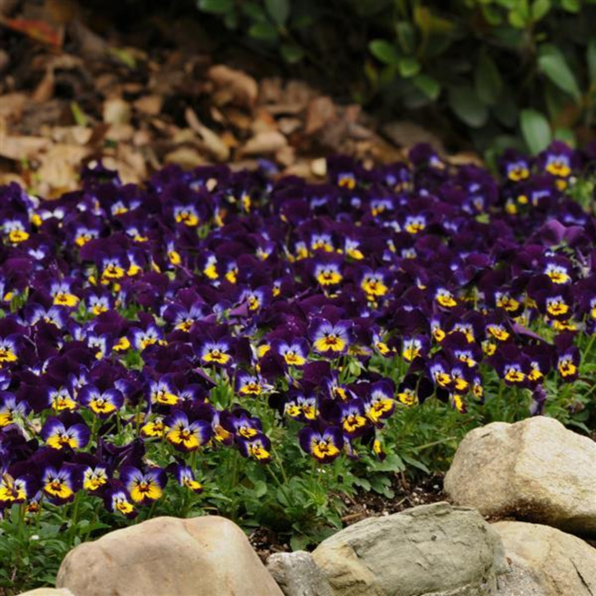 Sorbet Midnight Glow Viola Seeds - Cold Resistant, 25+ seeds