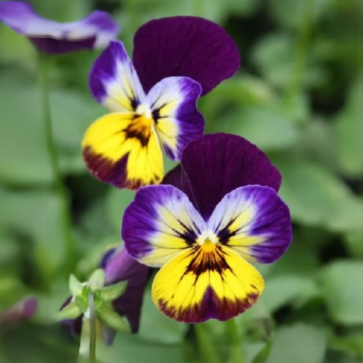 Sorbet Midnight Glow Viola Seeds - Cold Resistant, 25+ seeds