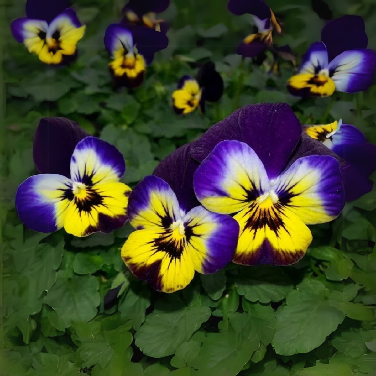 Sorbet Midnight Glow Viola Seeds - Cold Resistant, 25+ seeds