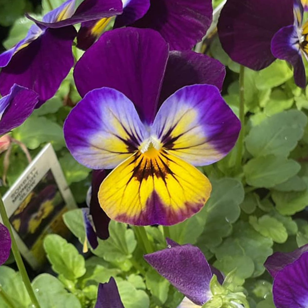 Sorbet Midnight Glow Viola Seeds - Cold Resistant, 25+ seeds