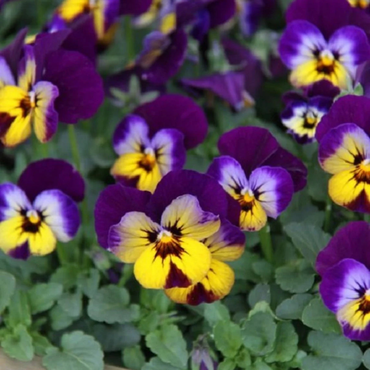 Sorbet Midnight Glow Viola Seeds - Cold Resistant, 25+ seeds