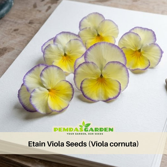 Etain Viola Seeds (Viola Cornuta) Seeds - Cold Resistant, 25+ seeds