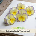 25+ Seeds| Etain Viola Seeds (Viola cornuta) Seeds - Cold Resistant - Draft Resistant - Plant in late Spring/early Summer #231