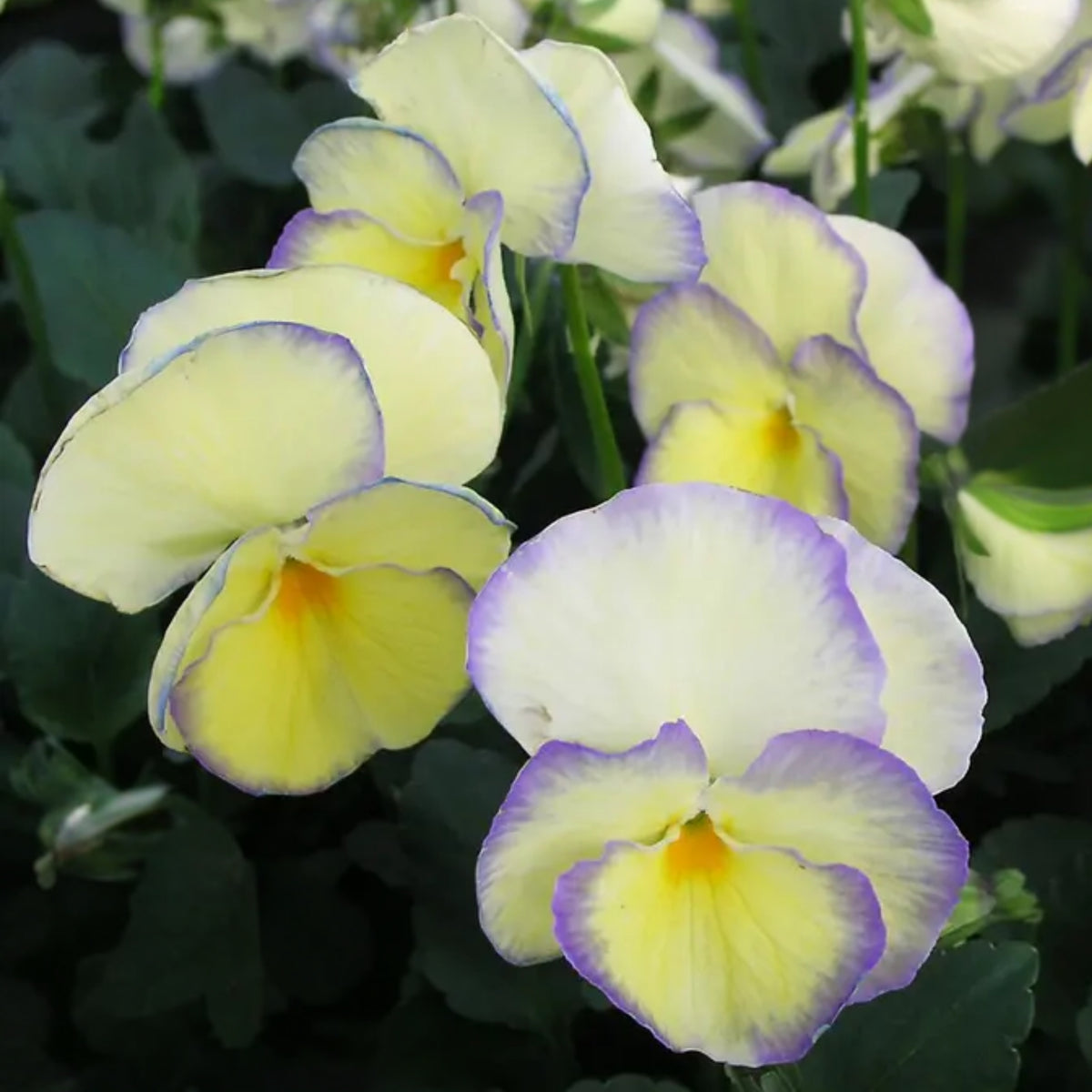 Etain Viola Seeds (Viola Cornuta) Seeds - Cold Resistant, 25+ seeds