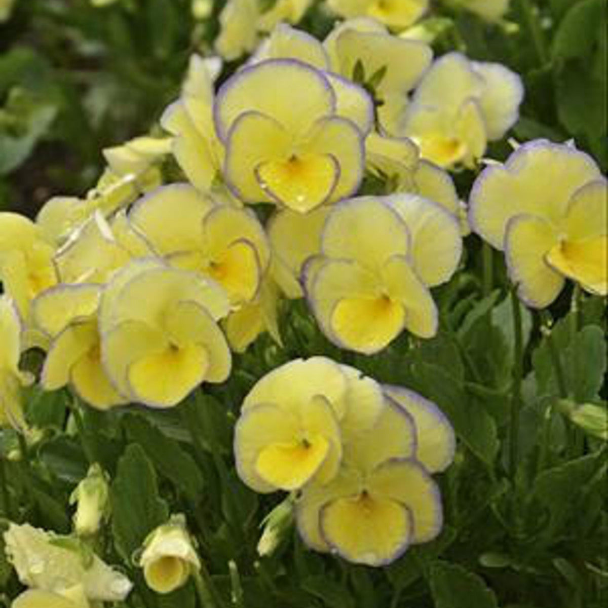 Etain Viola Seeds (Viola Cornuta) Seeds - Cold Resistant, 25+ seeds
