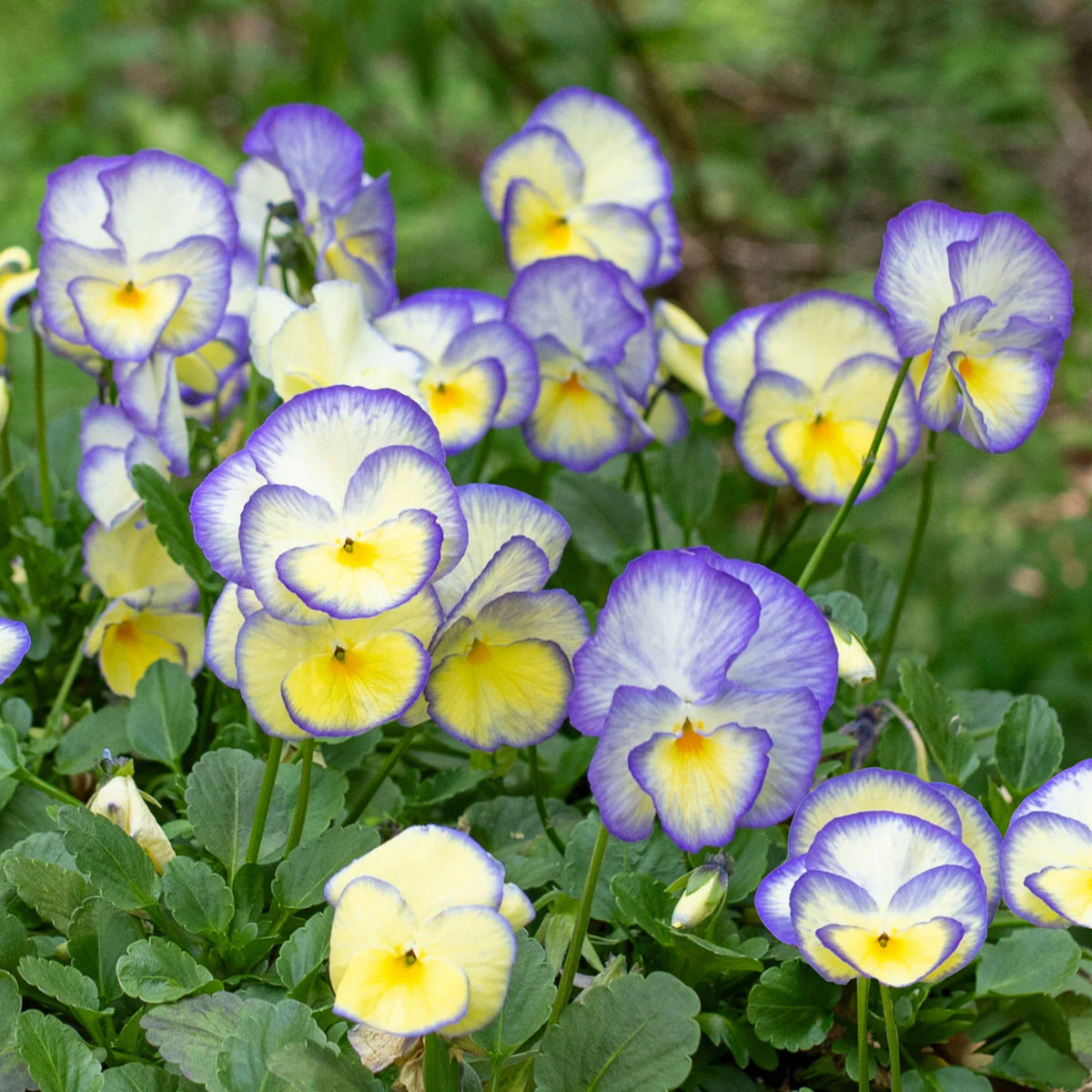 Etain Viola Seeds (Viola Cornuta) Seeds - Cold Resistant, 25+ seeds