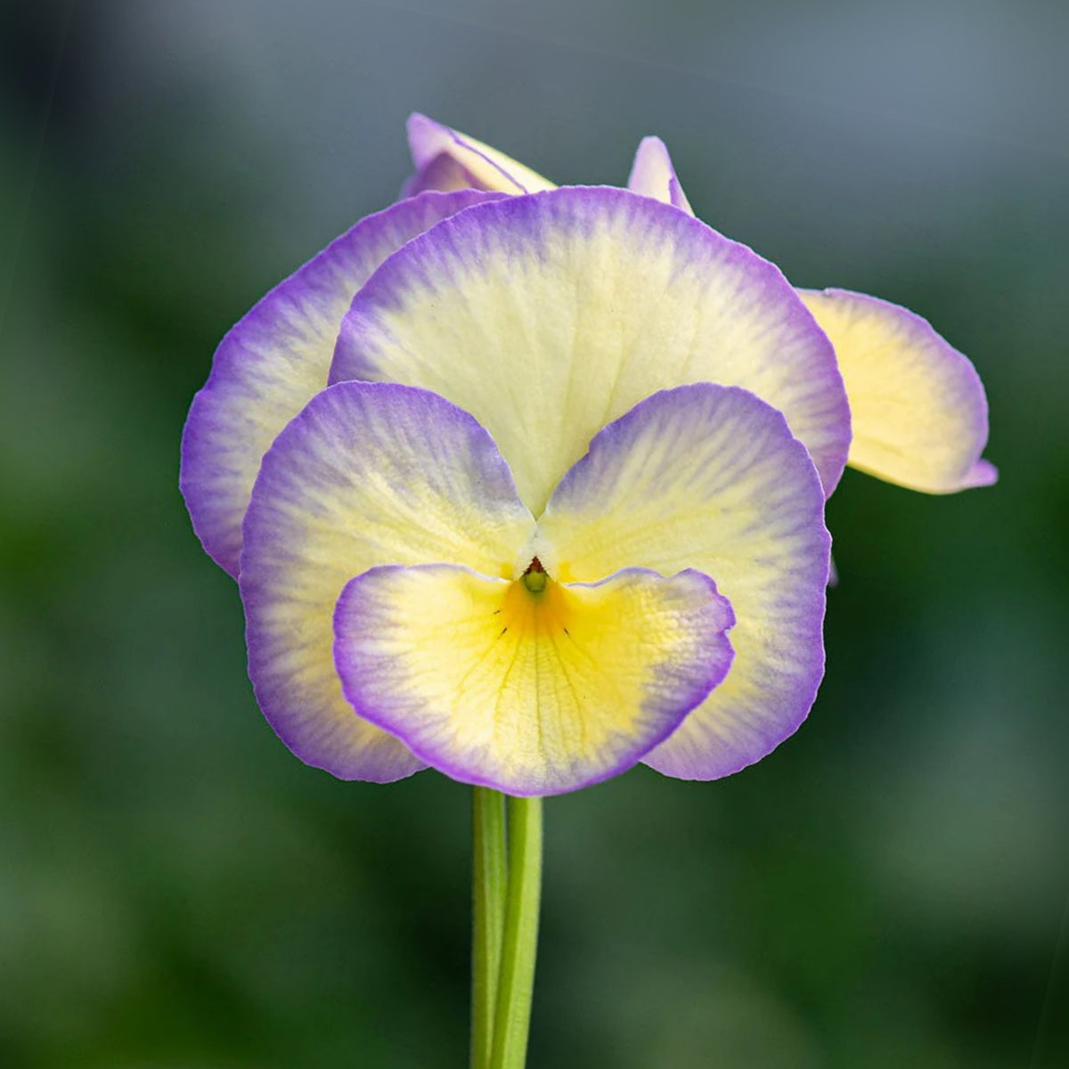 Etain Viola Seeds (Viola Cornuta) Seeds - Cold Resistant, 25+ seeds