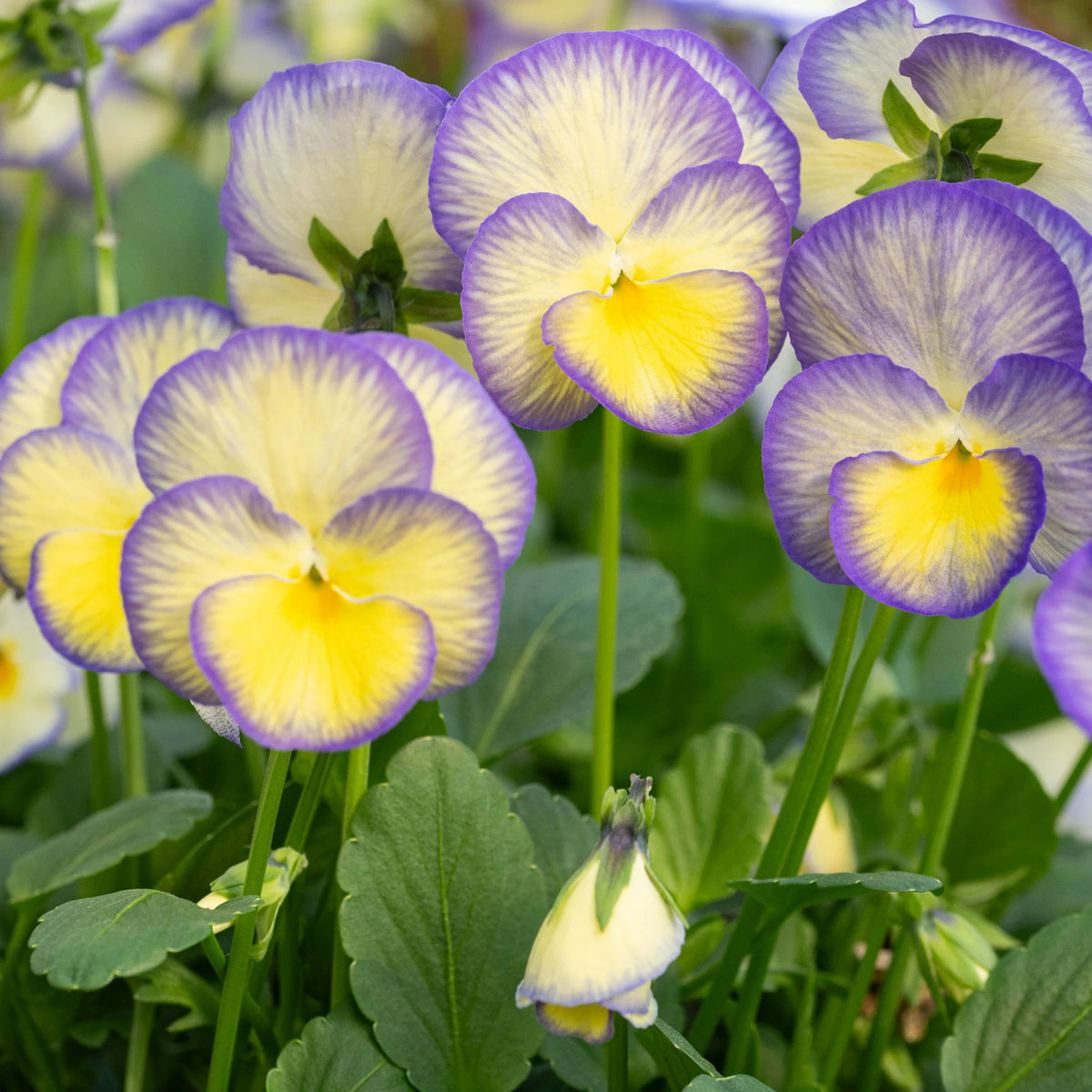 Etain Viola Seeds (Viola Cornuta) Seeds - Cold Resistant, 25+ seeds