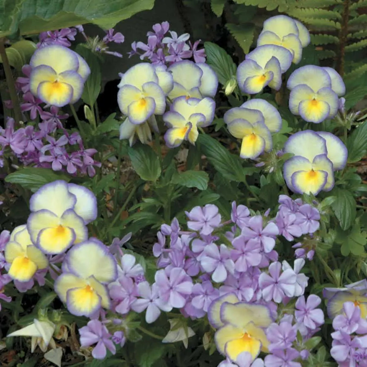 Etain Viola Seeds (Viola Cornuta) Seeds - Cold Resistant, 25+ seeds