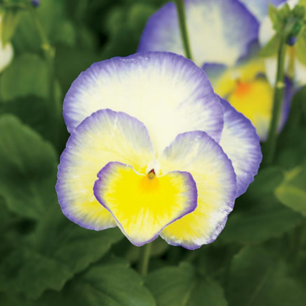 Etain Viola Seeds (Viola Cornuta) Seeds - Cold Resistant, 25+ seeds