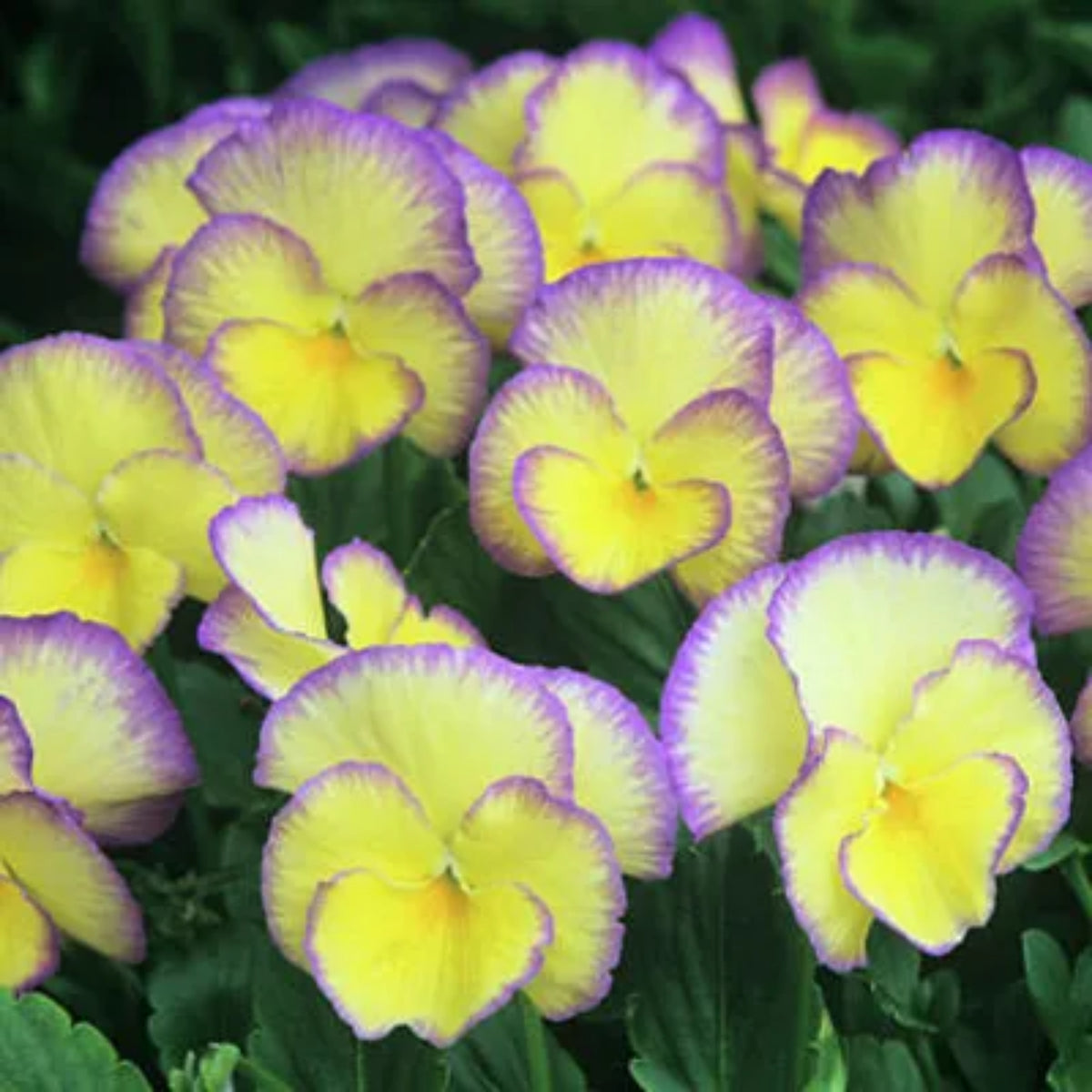 Etain Viola Seeds (Viola Cornuta) Seeds - Cold Resistant, 25+ seeds