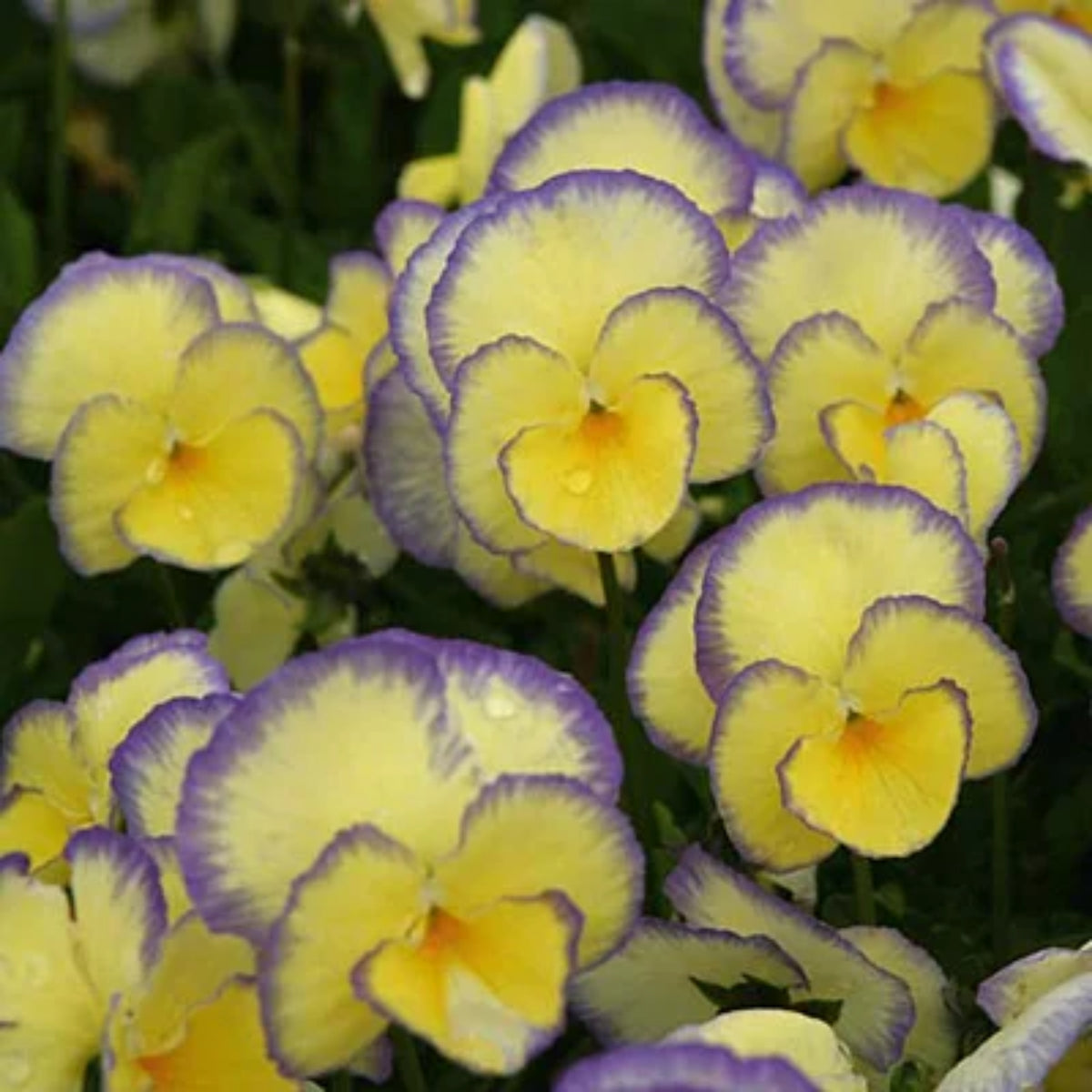 Etain Viola Seeds (Viola Cornuta) Seeds - Cold Resistant, 25+ seeds