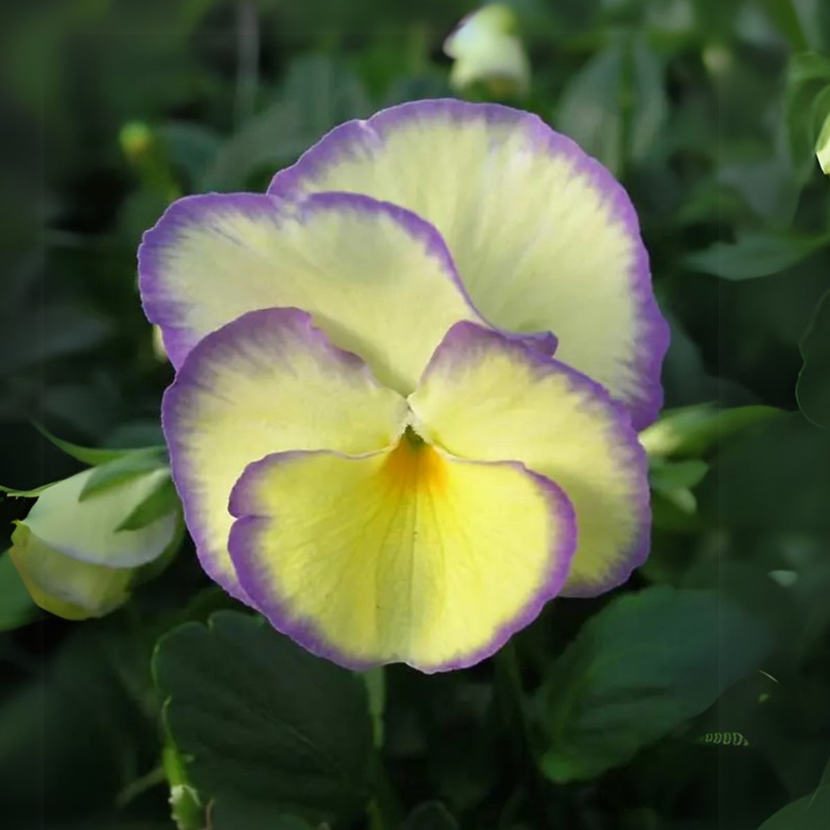 Etain Viola Seeds (Viola Cornuta) Seeds - Cold Resistant, 25+ seeds