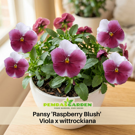 Pansy 'Raspberry Blush' Viola X Wittrockiana Seeds, 25+ seeds