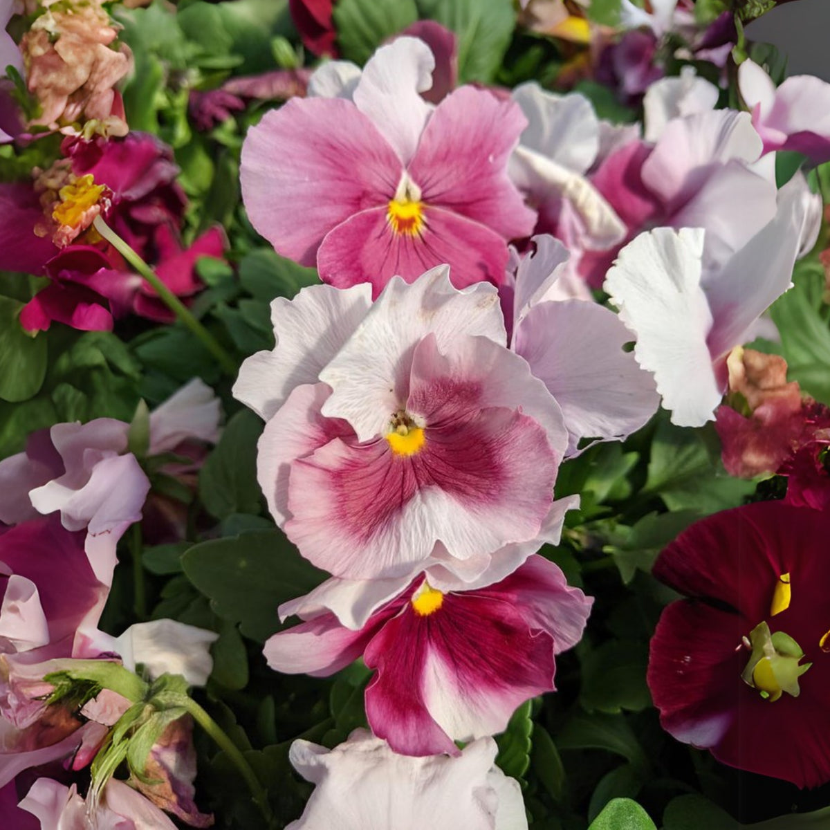 Pansy 'Raspberry Blush' Viola X Wittrockiana Seeds, 25+ seeds
