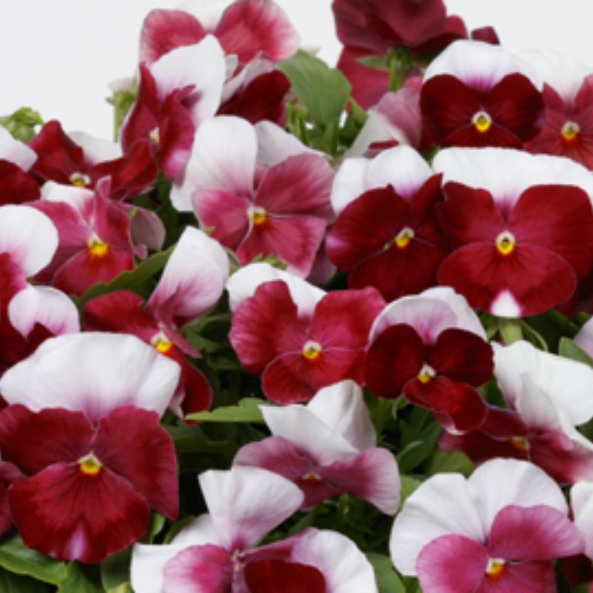 Pansy 'Raspberry Blush' Viola X Wittrockiana Seeds, 25+ seeds