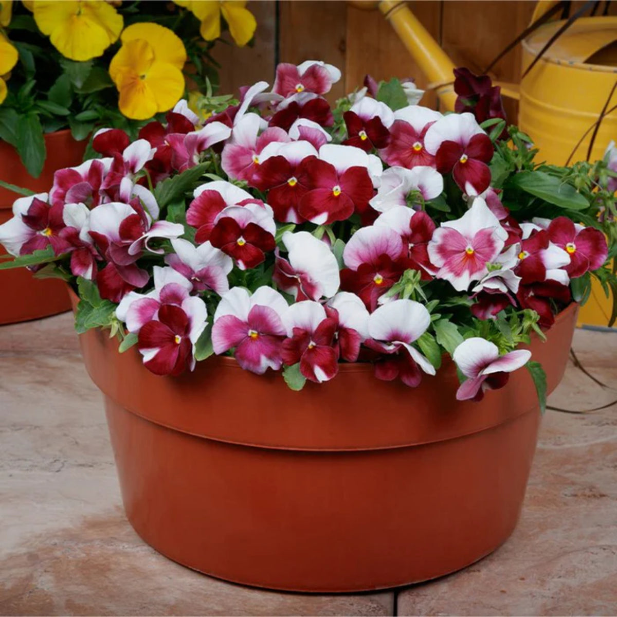 Pansy 'Raspberry Blush' Viola X Wittrockiana Seeds, 25+ seeds