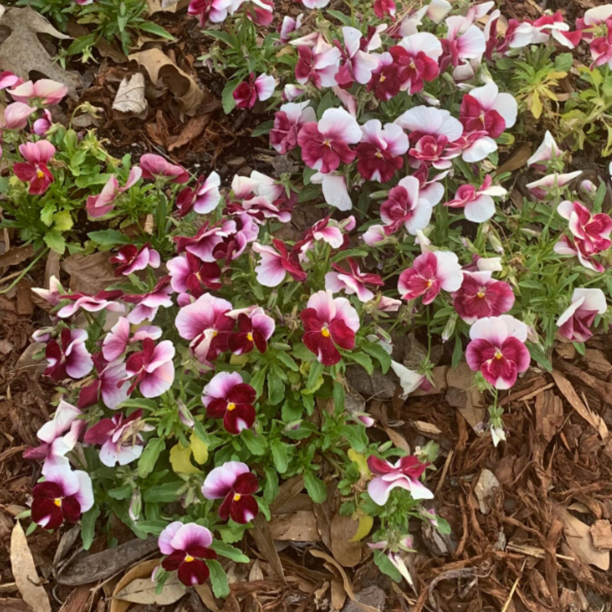Pansy 'Raspberry Blush' Viola X Wittrockiana Seeds, 25+ seeds