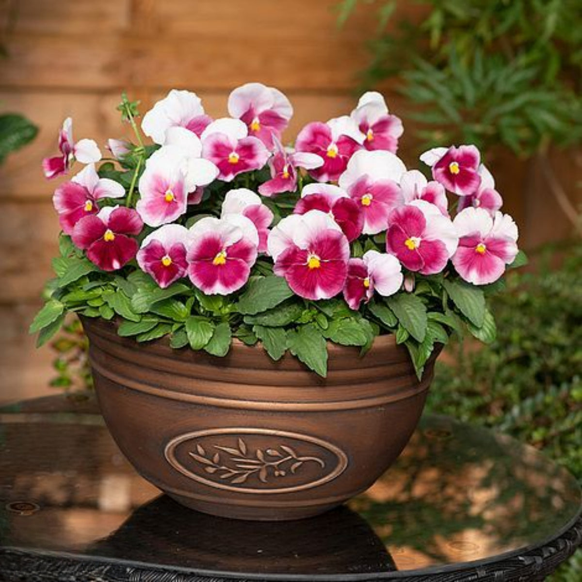 Pansy 'Raspberry Blush' Viola X Wittrockiana Seeds, 25+ seeds