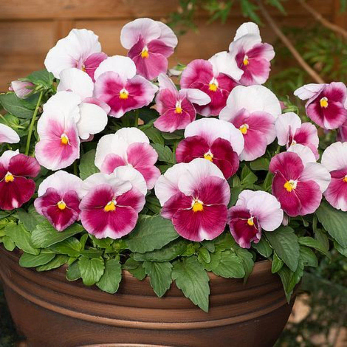 Pansy 'Raspberry Blush' Viola X Wittrockiana Seeds, 25+ seeds