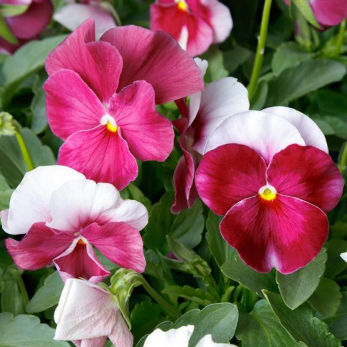 Pansy 'Raspberry Blush' Viola X Wittrockiana Seeds, 25+ seeds