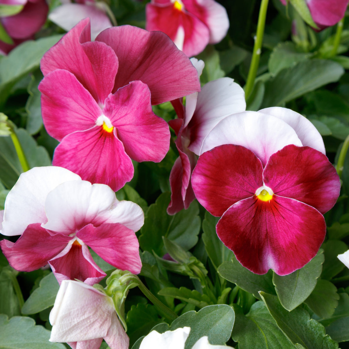 Pansy 'Raspberry Blush' Viola X Wittrockiana Seeds, 25+ seeds