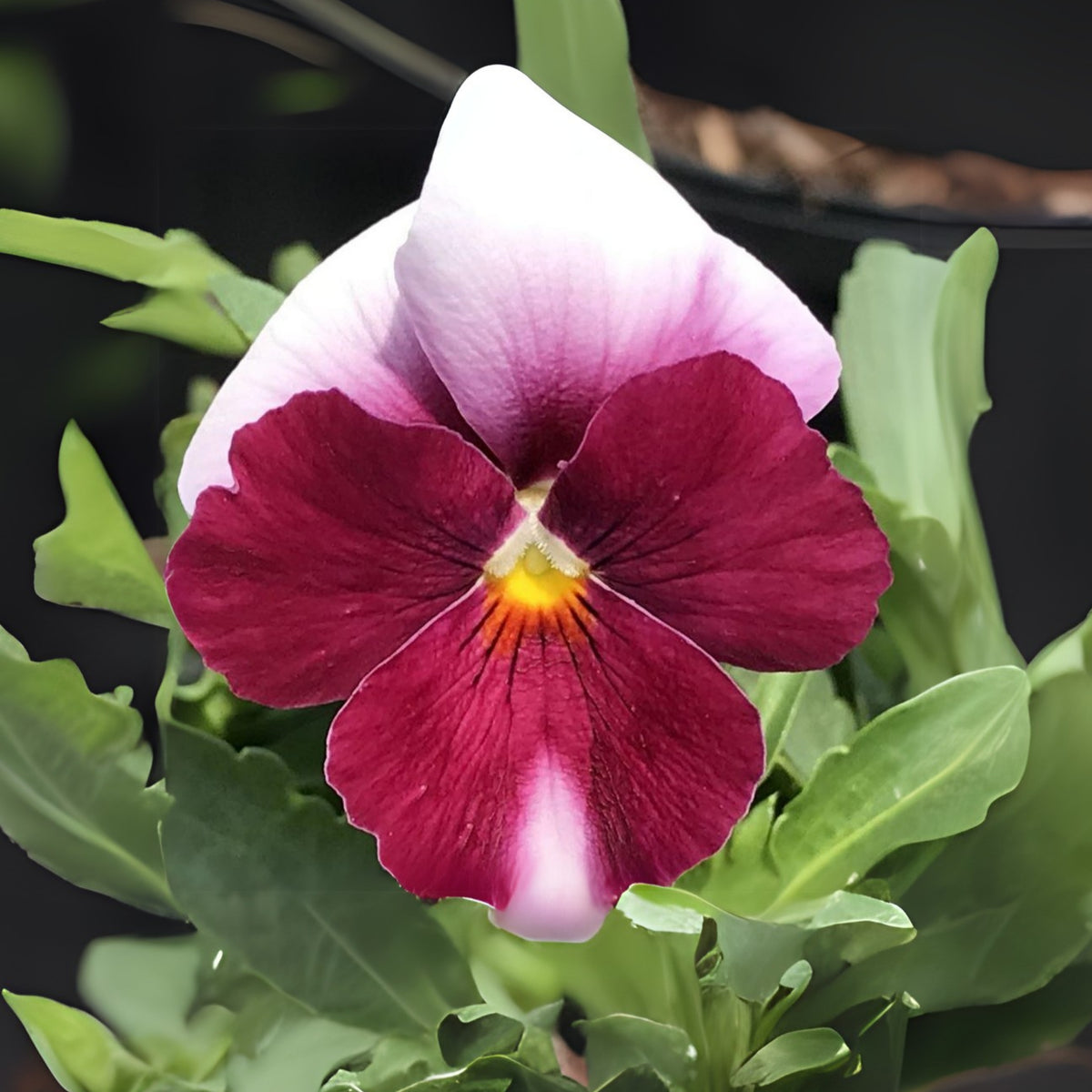 Pansy 'Raspberry Blush' Viola X Wittrockiana Seeds, 25+ seeds